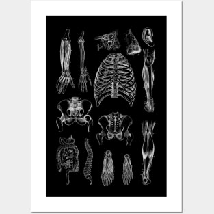 Vintage human anatomy Posters and Art